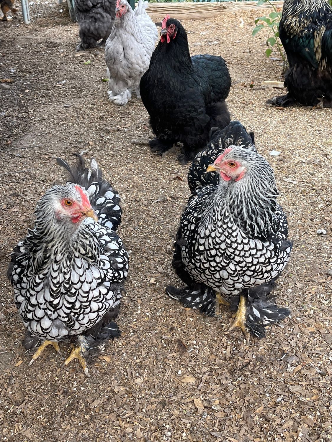 chickens