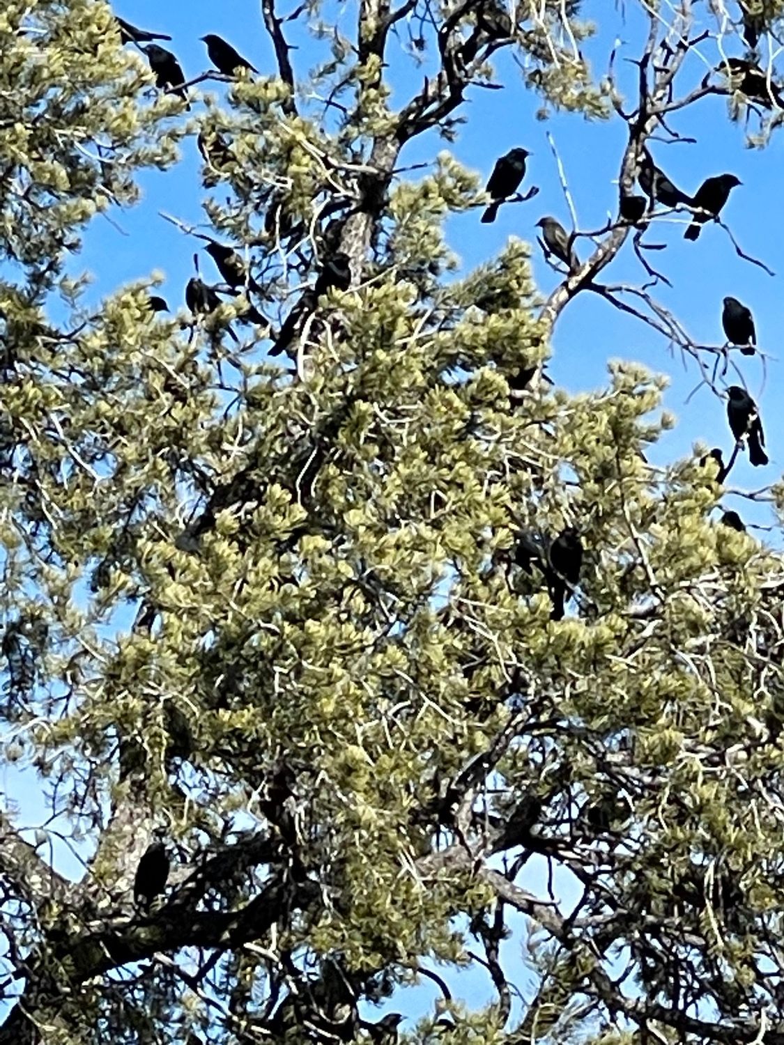 blackbirds