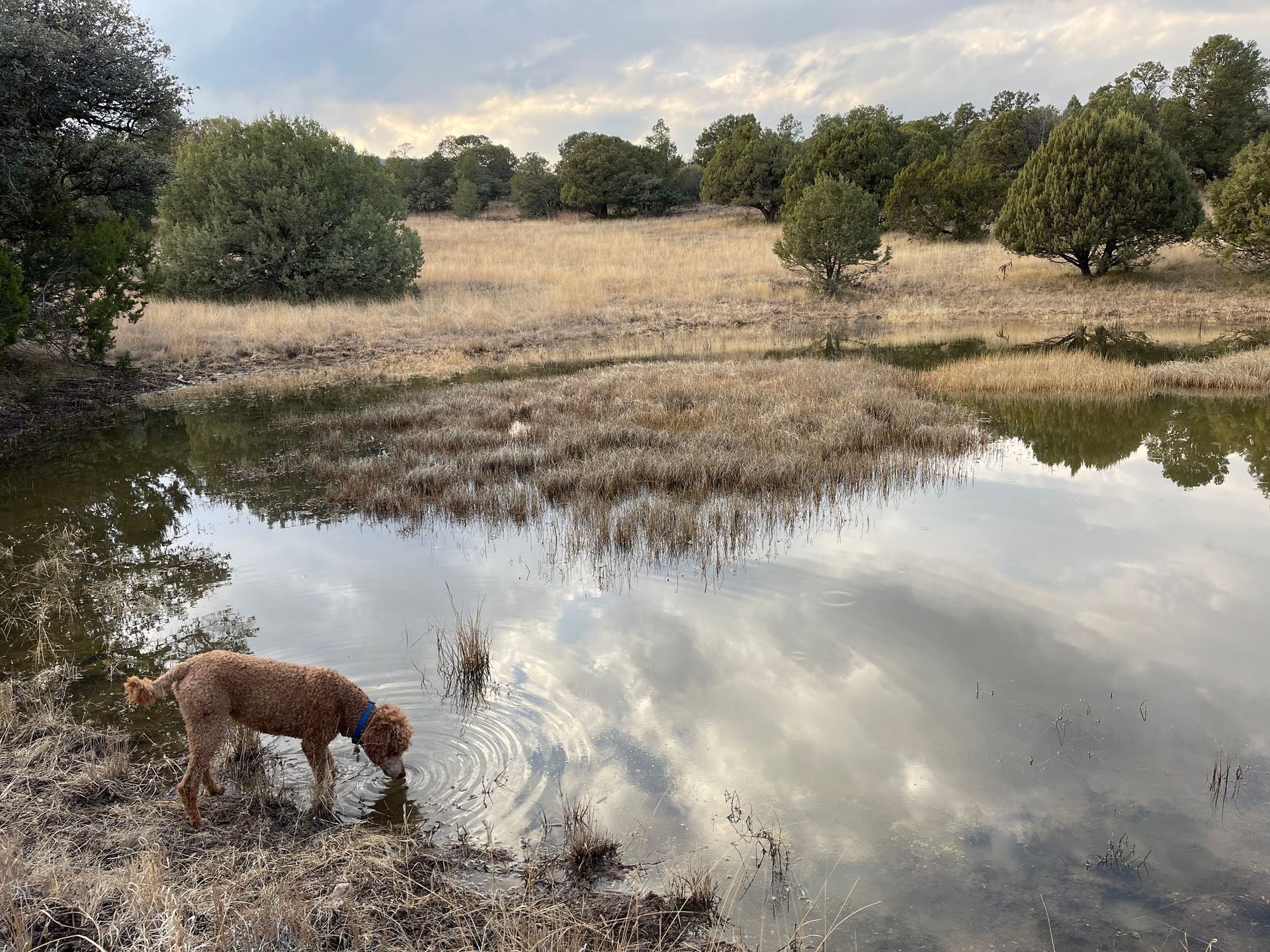 A dog is drinking water from a pond in a field.