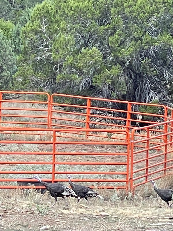 flock of turkeys
