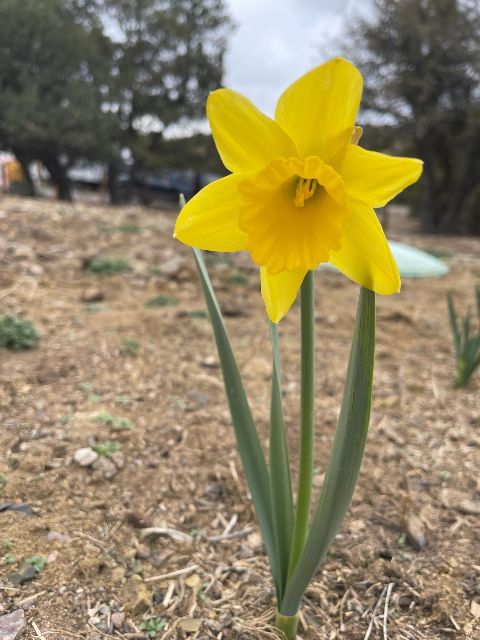 A small yellow flower is growing out of the ground
