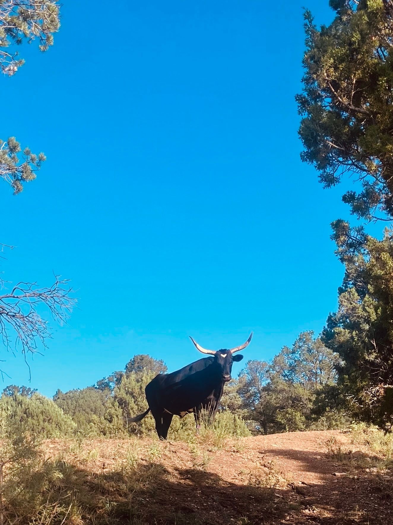 Black cow standing on a grassy hillside under a bright blue sky, framed by trees.