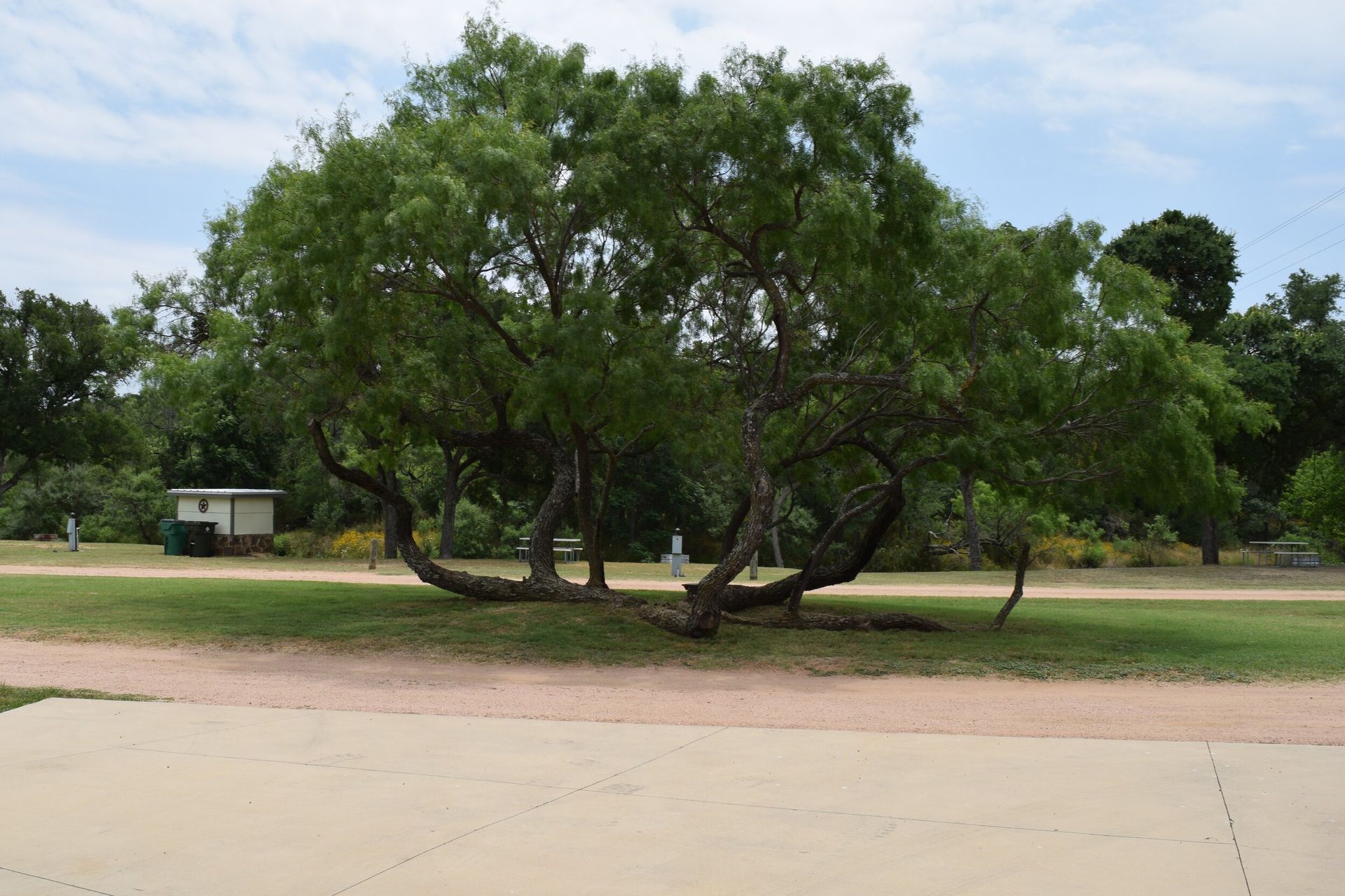 Large leafy tree in a park beside a paved path, with grass and smaller trees in the background