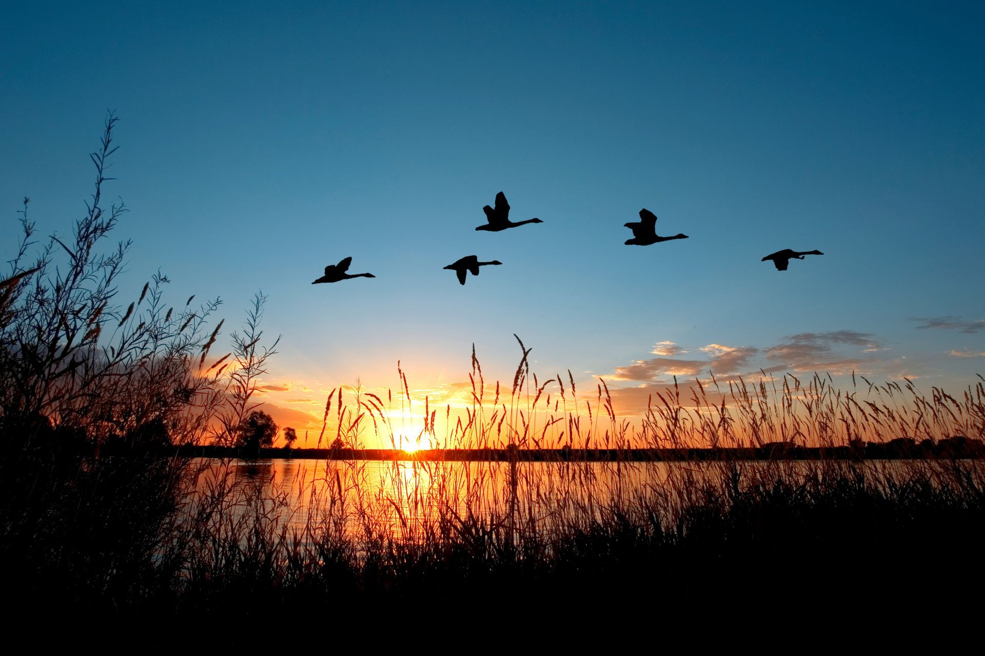Silhouetted birds flying over reeds at sunset with a bright orange sun on the horizon