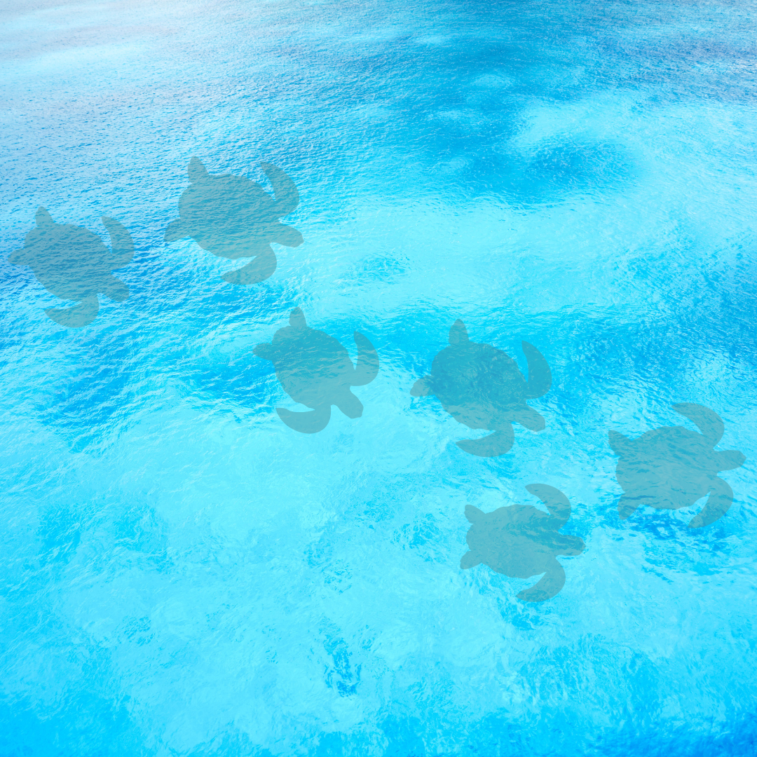 Sea turtles follow moonlight to find home; like Kingsley, praying and trusting the Lord's guiding li