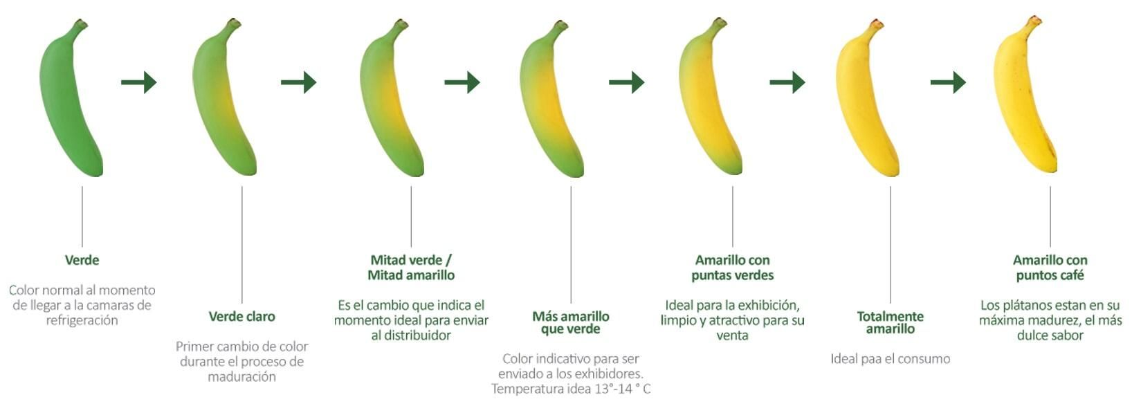 COMESTIBLES MALDONADO