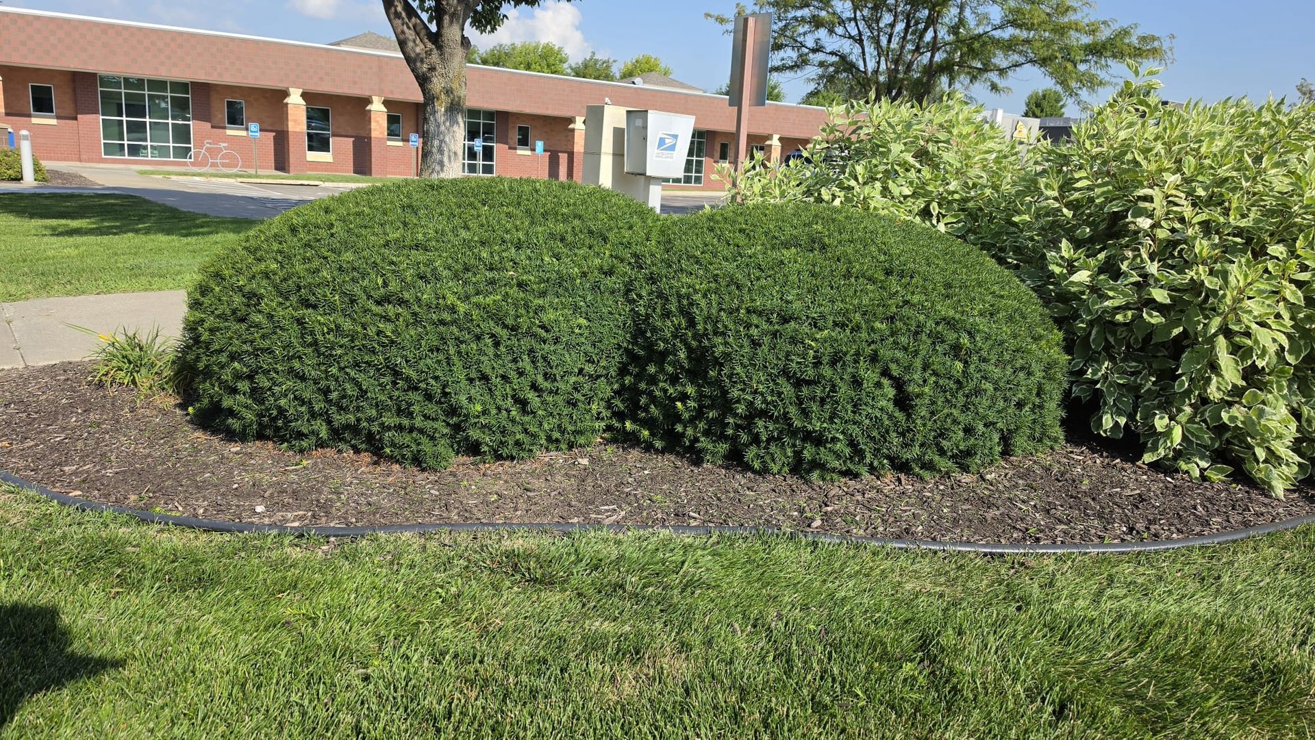 Landscape Enhancement / Shrub Care