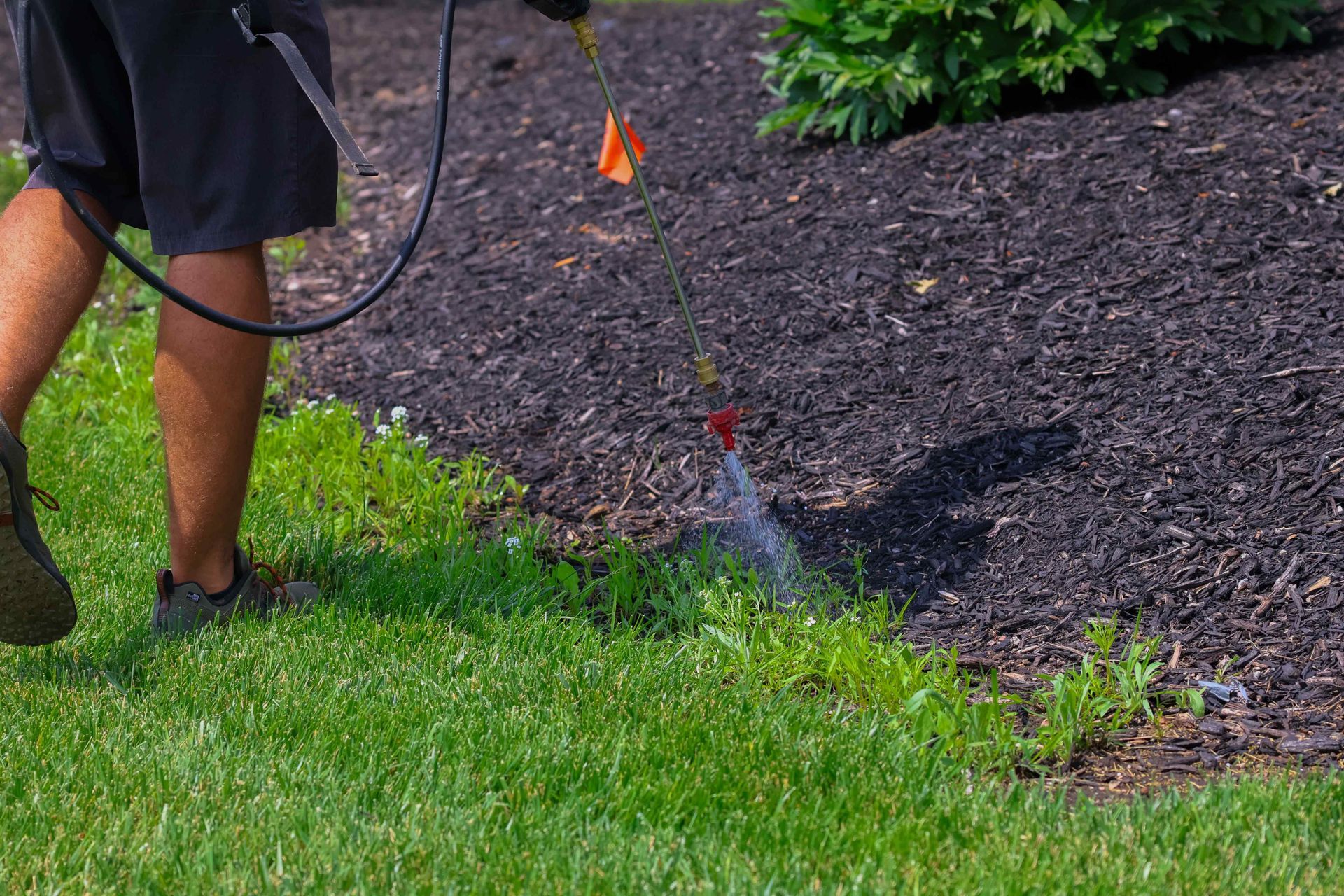 A person is spraying weeds in a lawn with a sprayer.