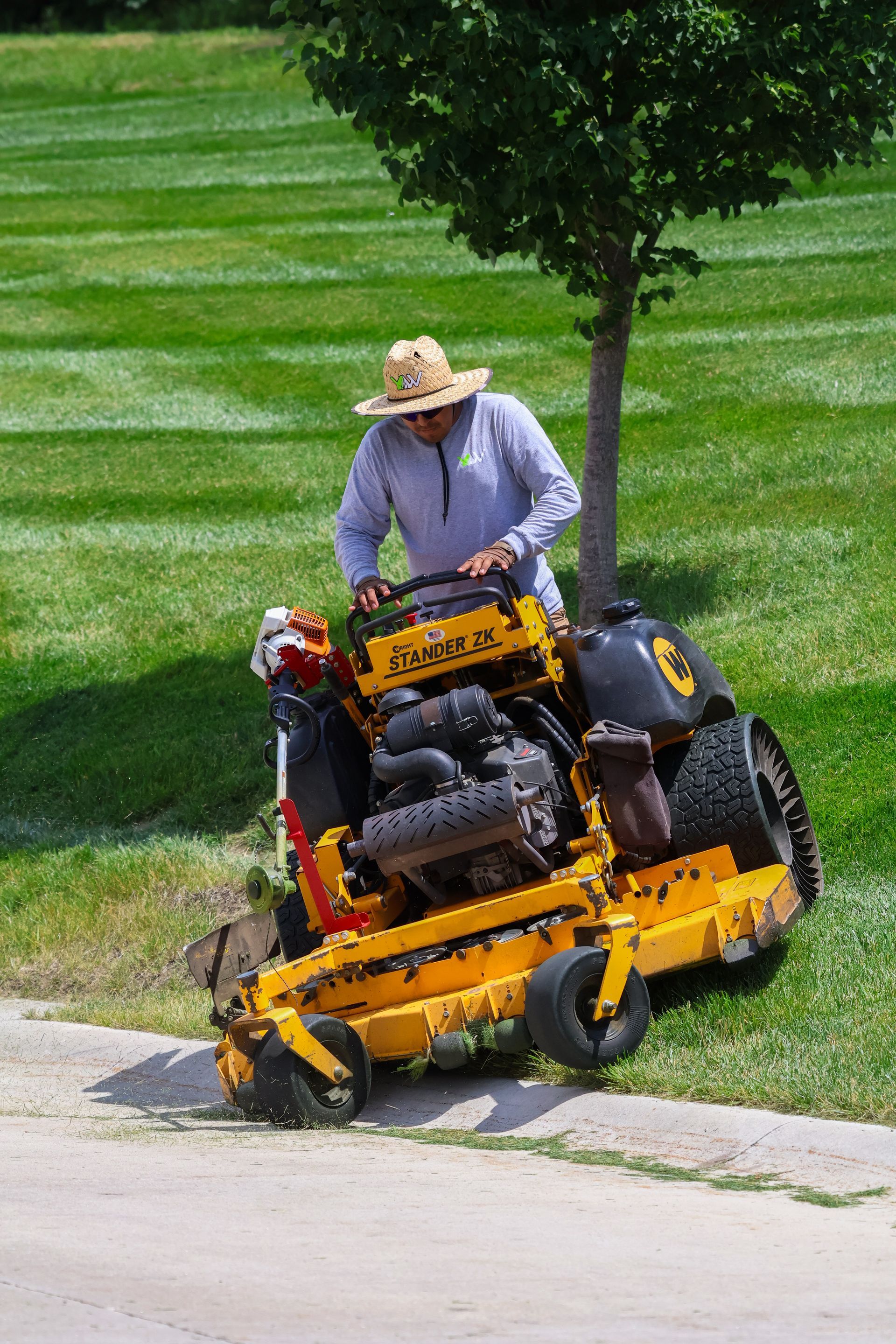 Person mowing grass on a yellow zero-turn mower next to a sidewalk and tree.