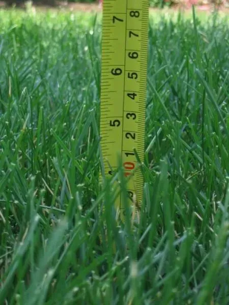 A yellow tape measure is sitting on top of a lush green lawn.