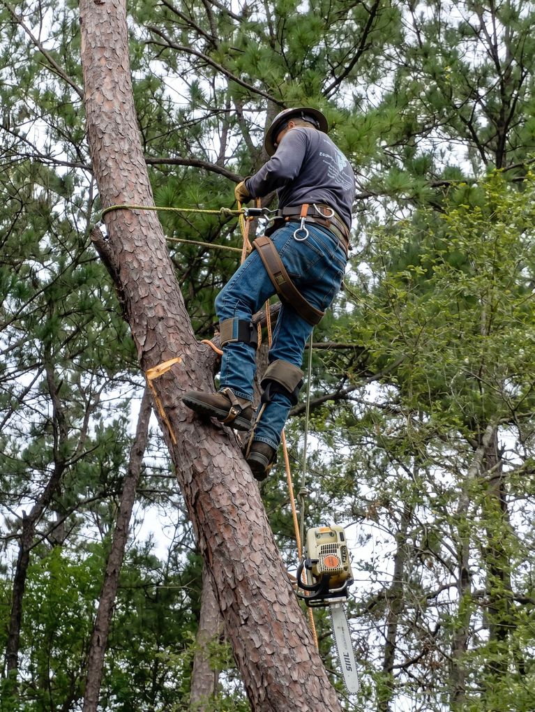 Climber in helmet and harness ascending a tree with ropes in a wooded area