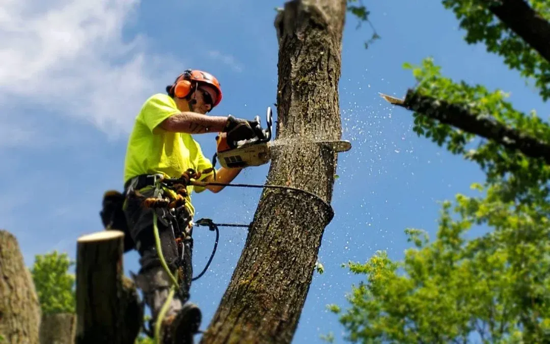 Arborist in safety gear trimming a tree with a chainsaw, wood chips flying against a blue sky.