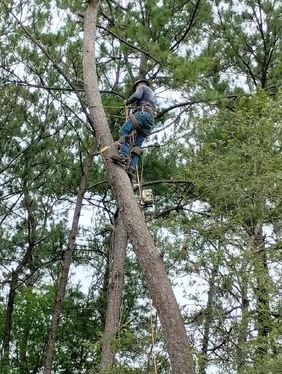 Person climbing a tree in a forest, using safety gear and a rope.
