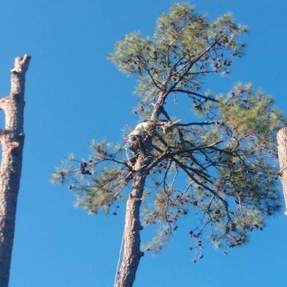 Tall pine trees against a clear blue sky, with one tree mostly bare and another topped with branches.