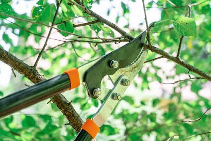 Close-up of orange-handled pruning shears cutting a tree branch among green leaves.