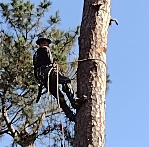Person climbing a pine tree in black clothing and a wide-brim hat, seen against blue sky.
