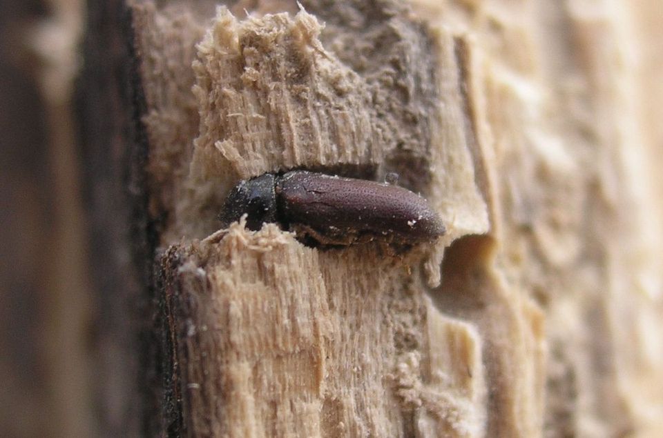 sanificazione all'interno di una casa
