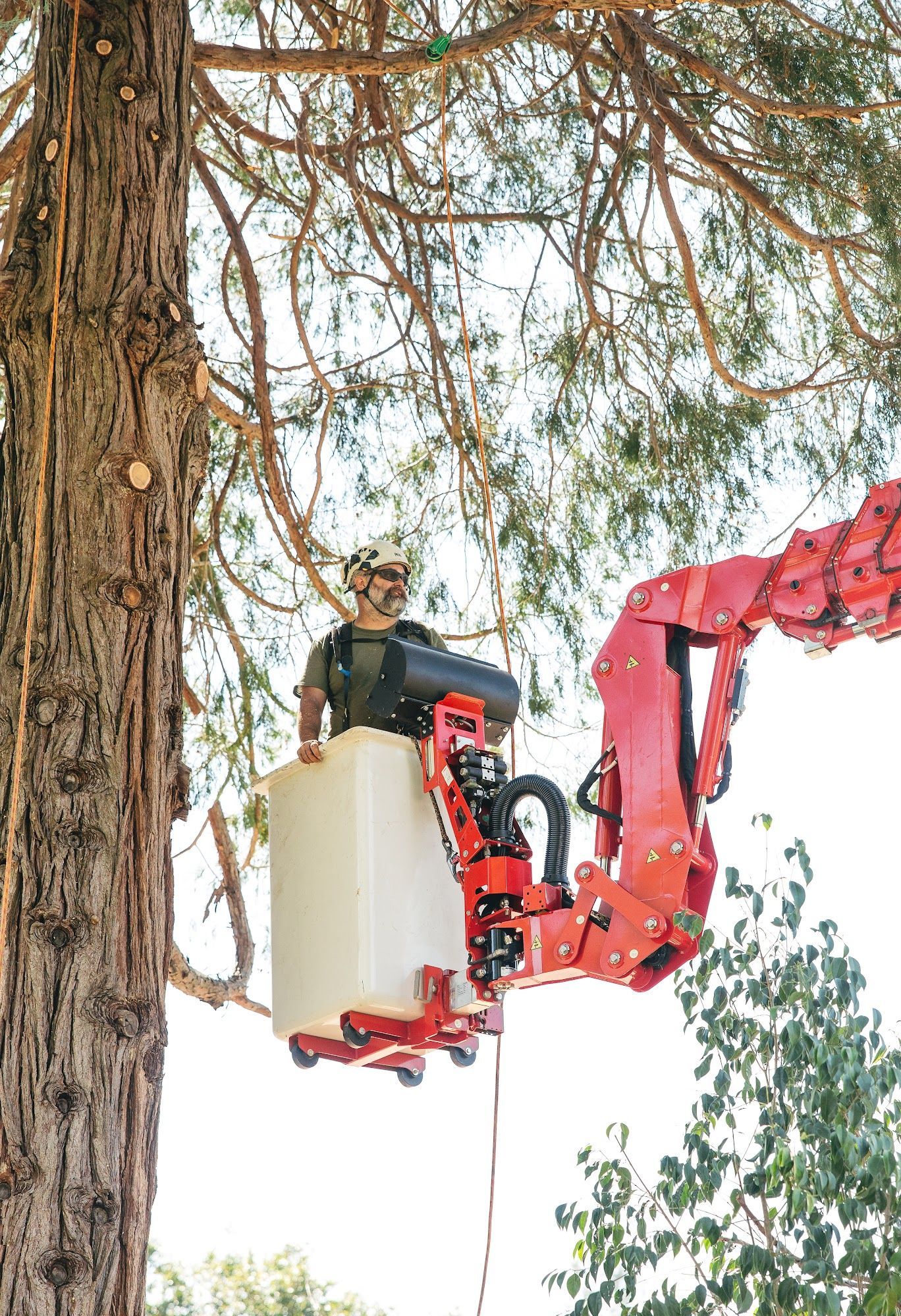 Worker in a red cherry picker trimming a tall tree beside a large trunk