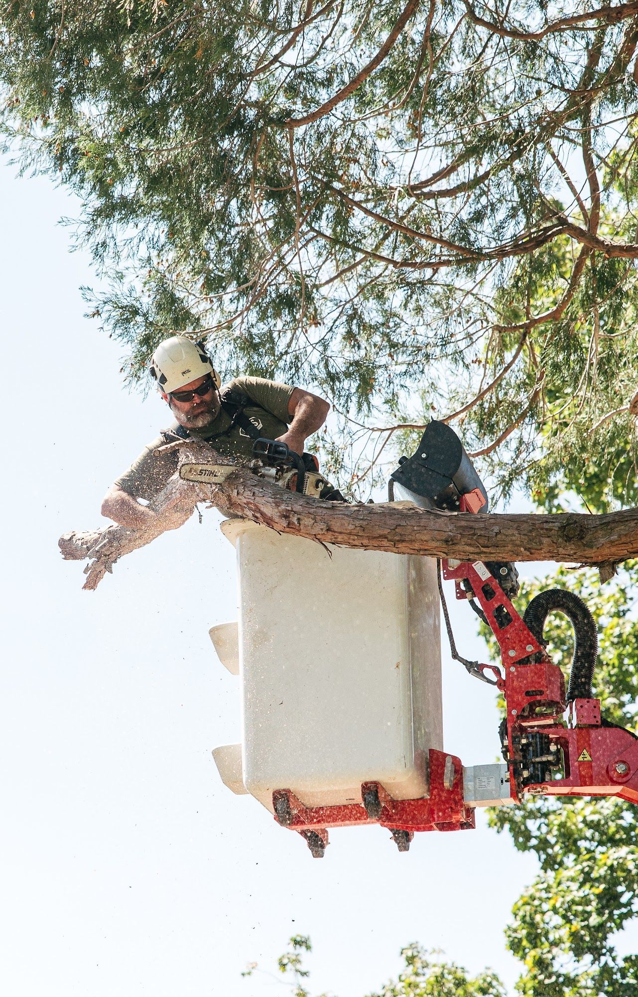 Tree trimmer in a bucket lift cuts a large branch with a chainsaw.