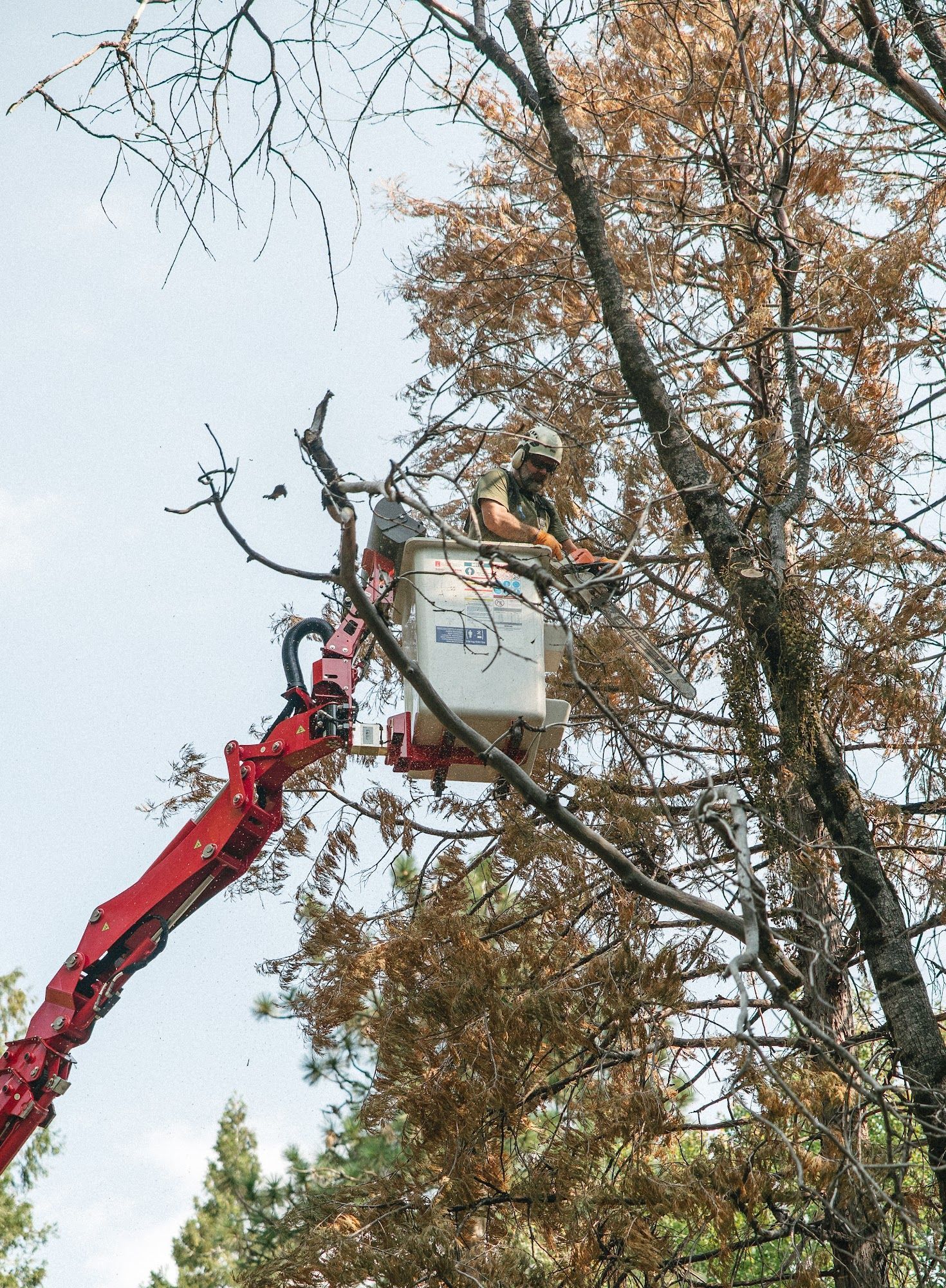 Cherry picker trimming a tree beside tall evergreens under a cloudy sky