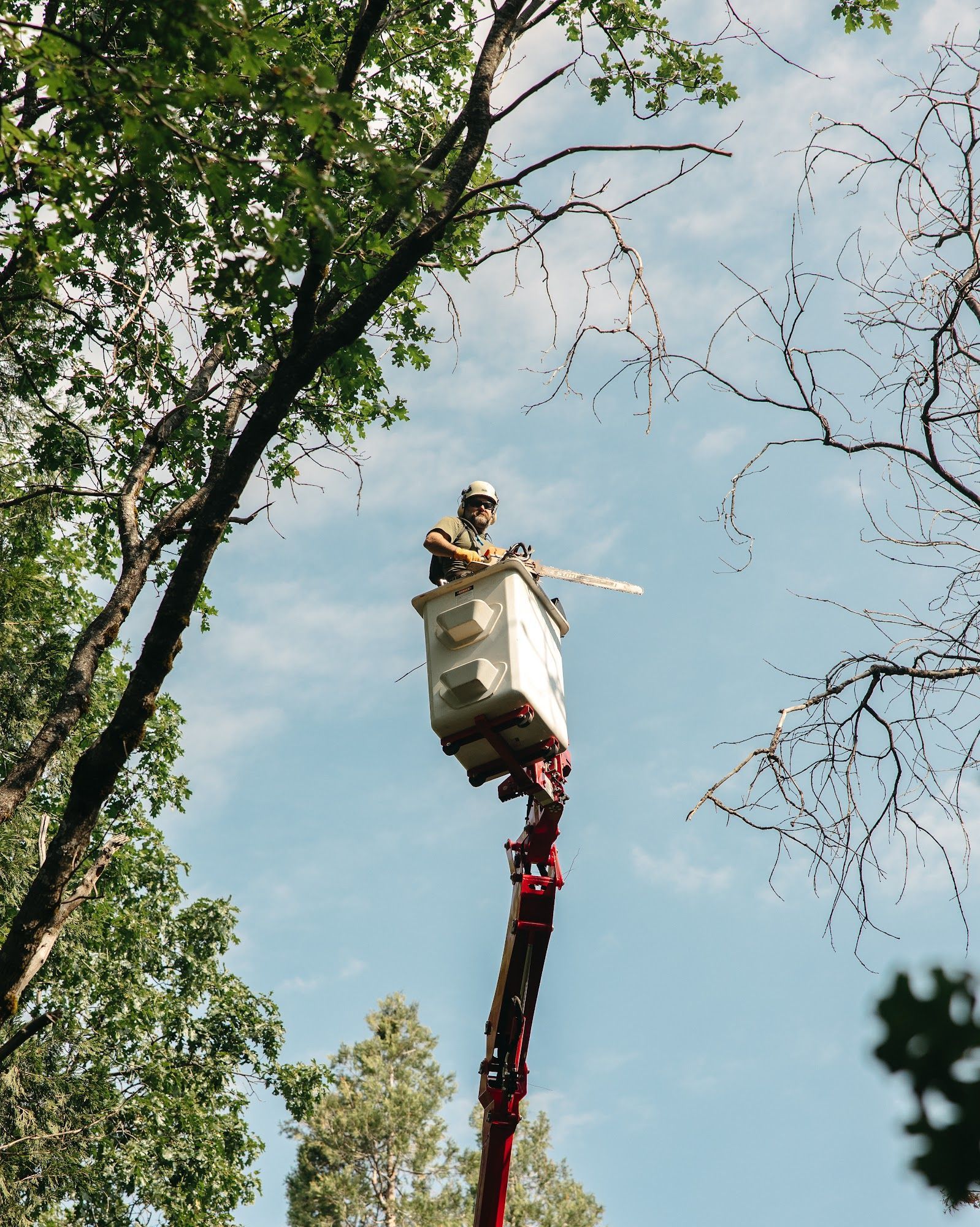 Worker in a lift basket trimming tall trees against a blue sky