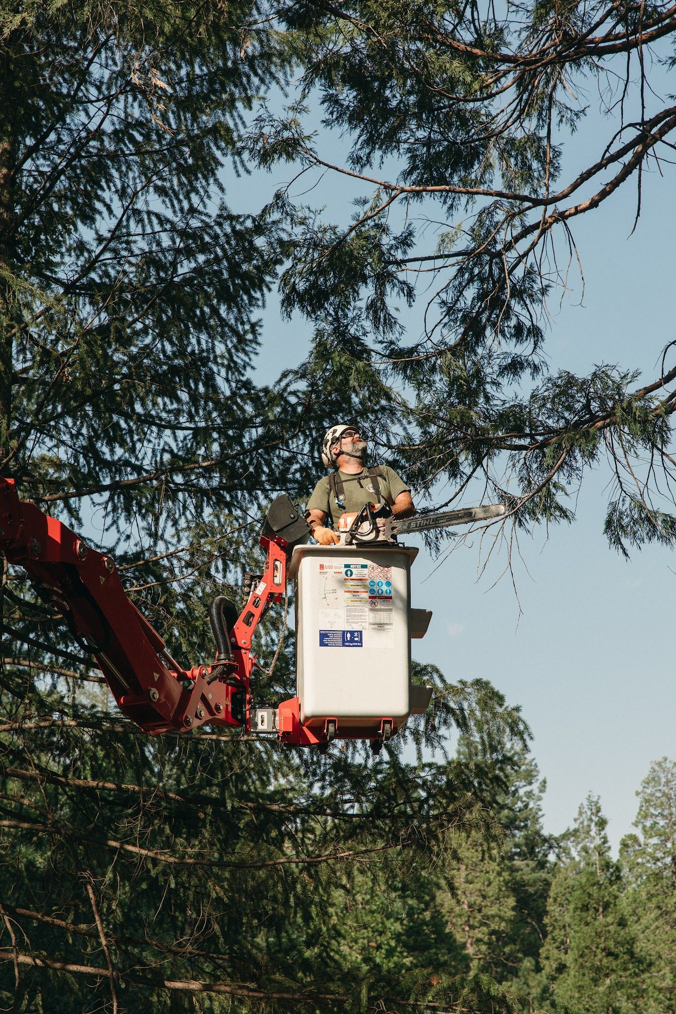 Tree worker in a white lift basket trimming branches high above the ground