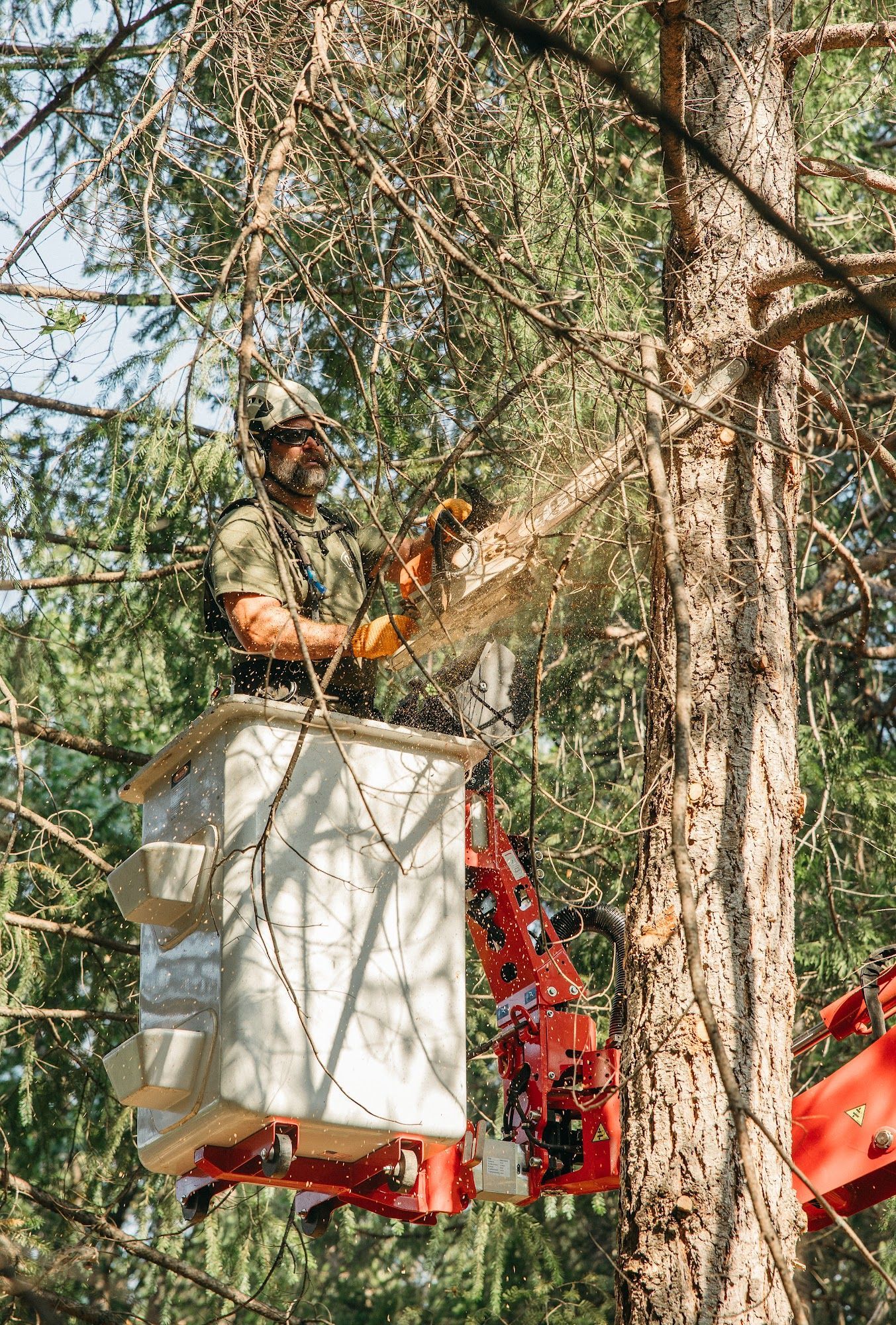 Worker in a bucket lift trimming branches in a wooded area with a chainsaw