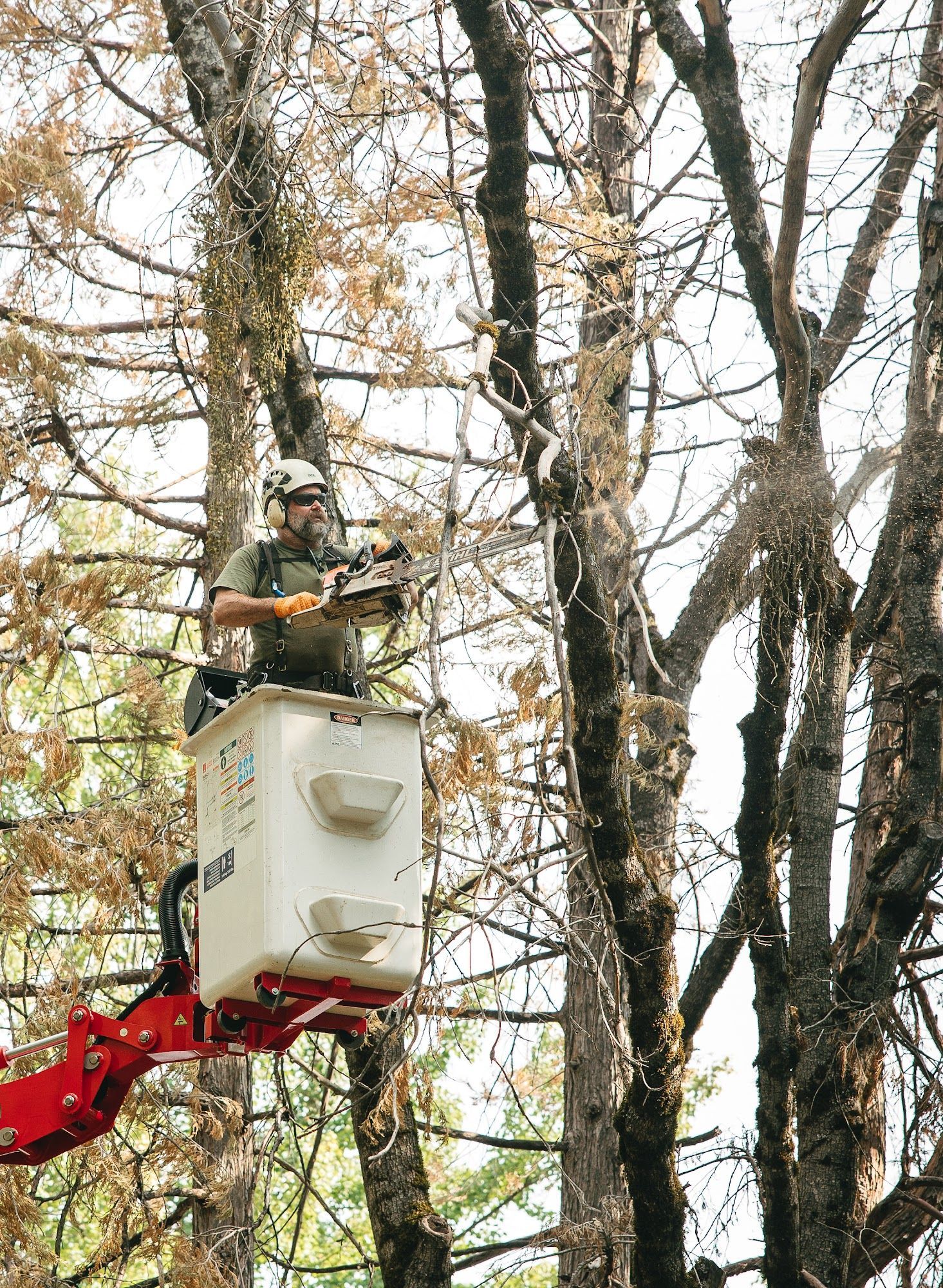 Worker in a red bucket lift trimming trees among tall bare branches