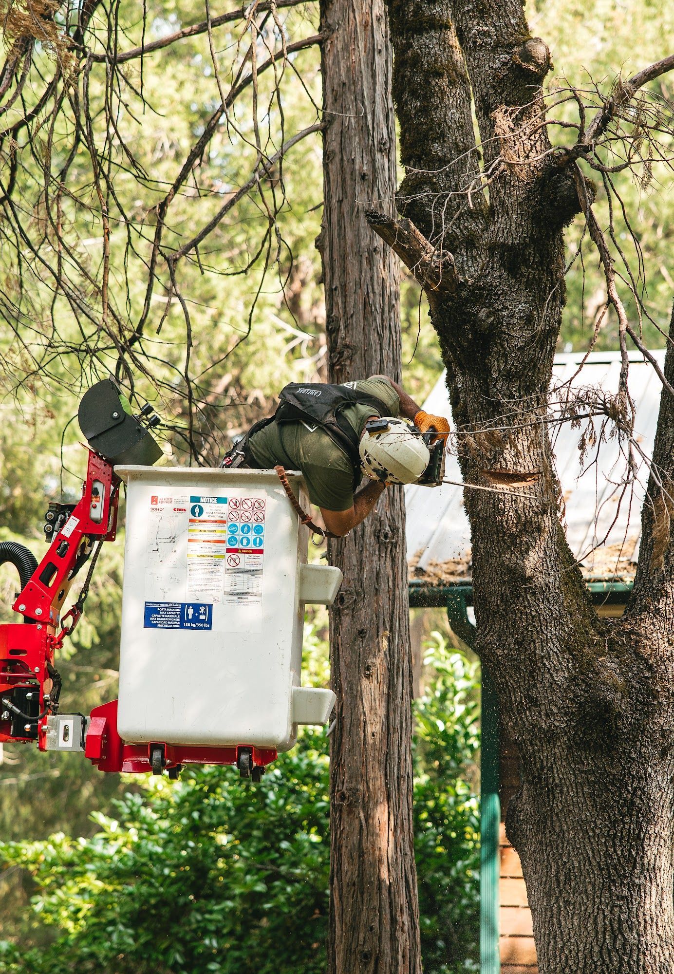 Tree worker in a white bucket lift trimming branches beside a large tree in a wooded area