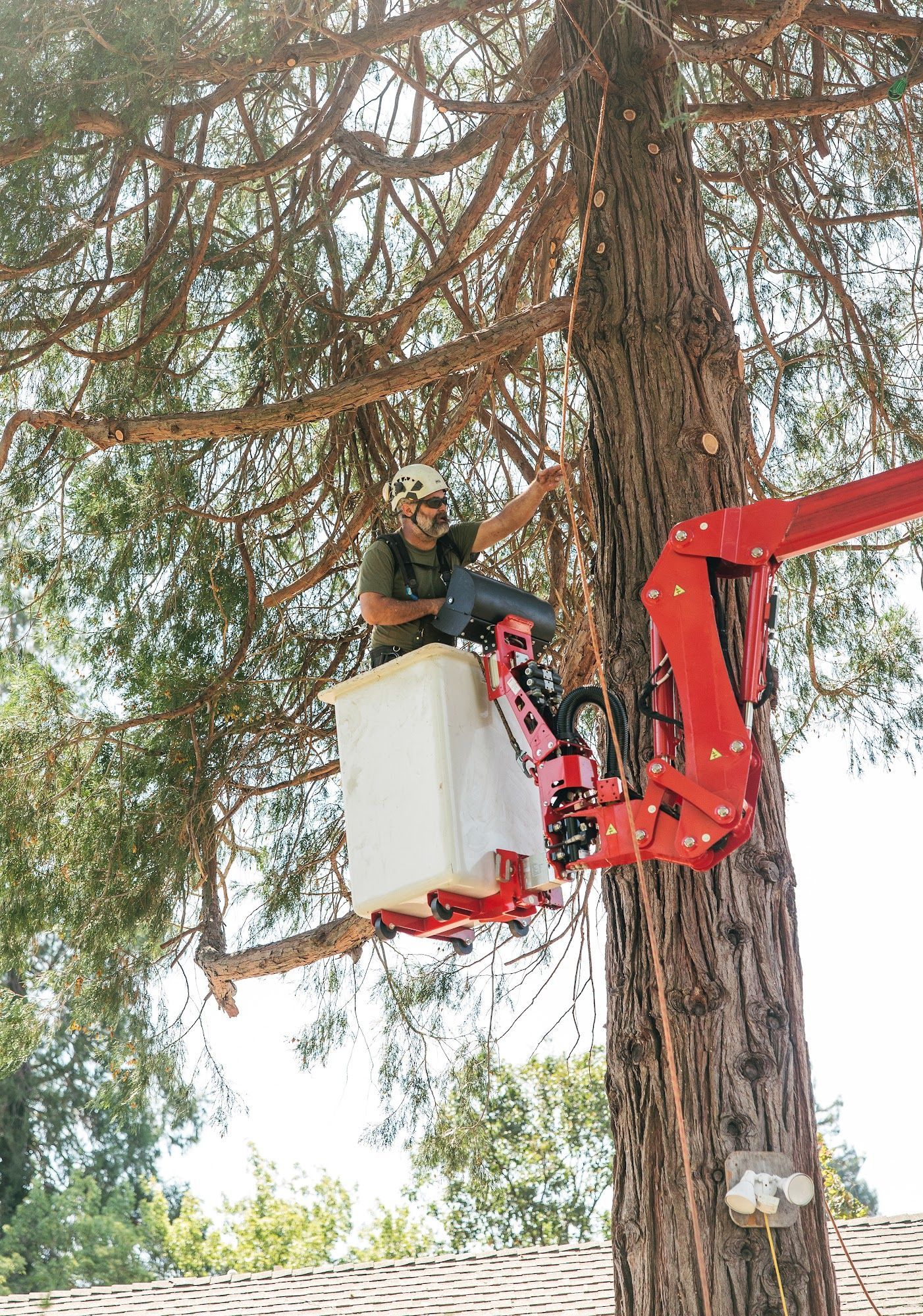 Worker in a white lift trims a tall tree beside a red boom arm