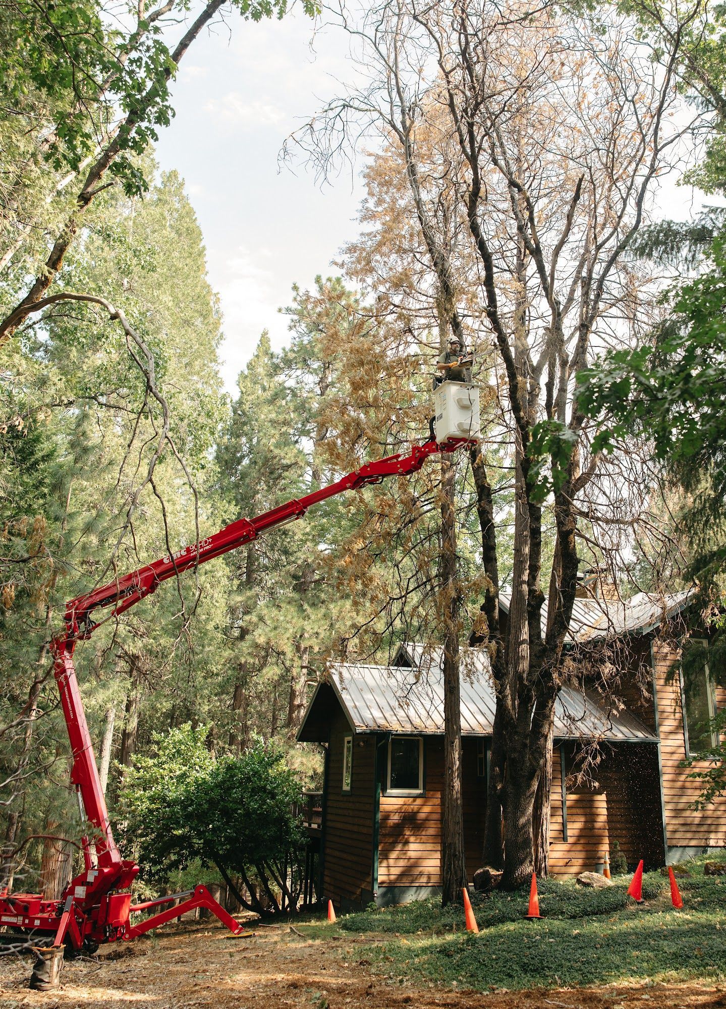 Red boom lift reaches toward a tall tree beside a small wooden cabin in a wooded area.