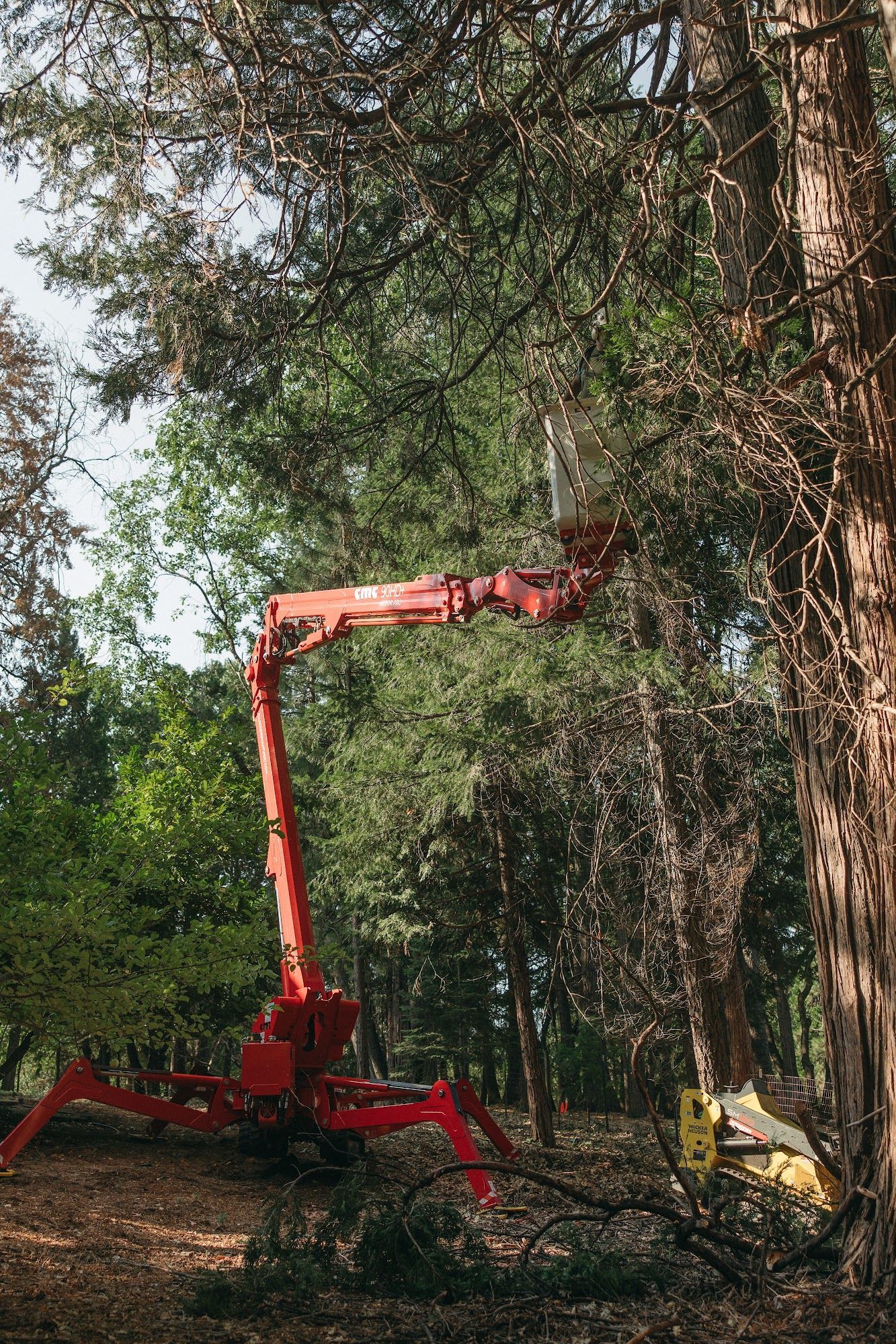 Red forestry excavator trimming a large tree in a wooded area