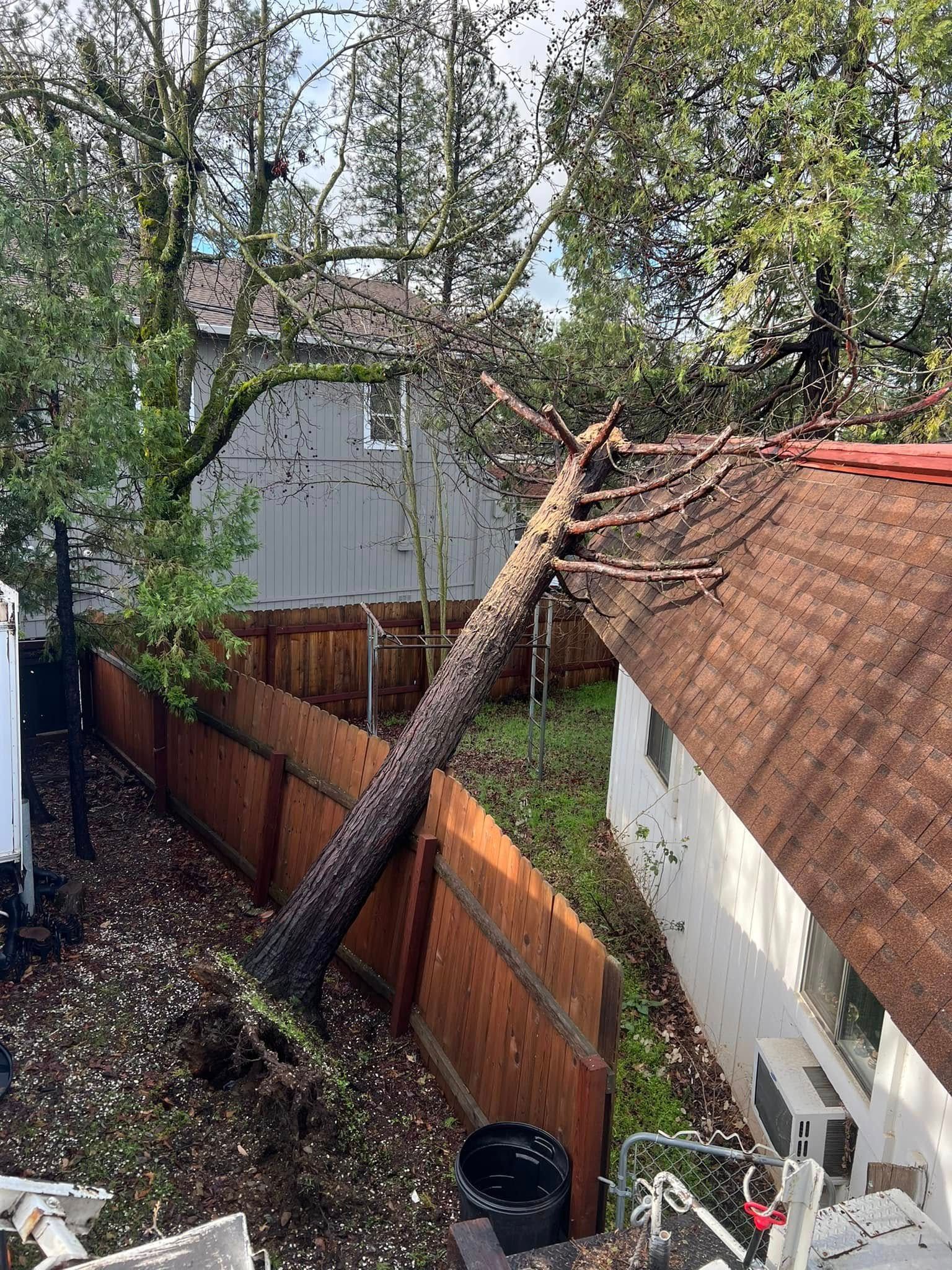 Fallen tree trunk leaning over a fenced backyard beside a red-roofed house