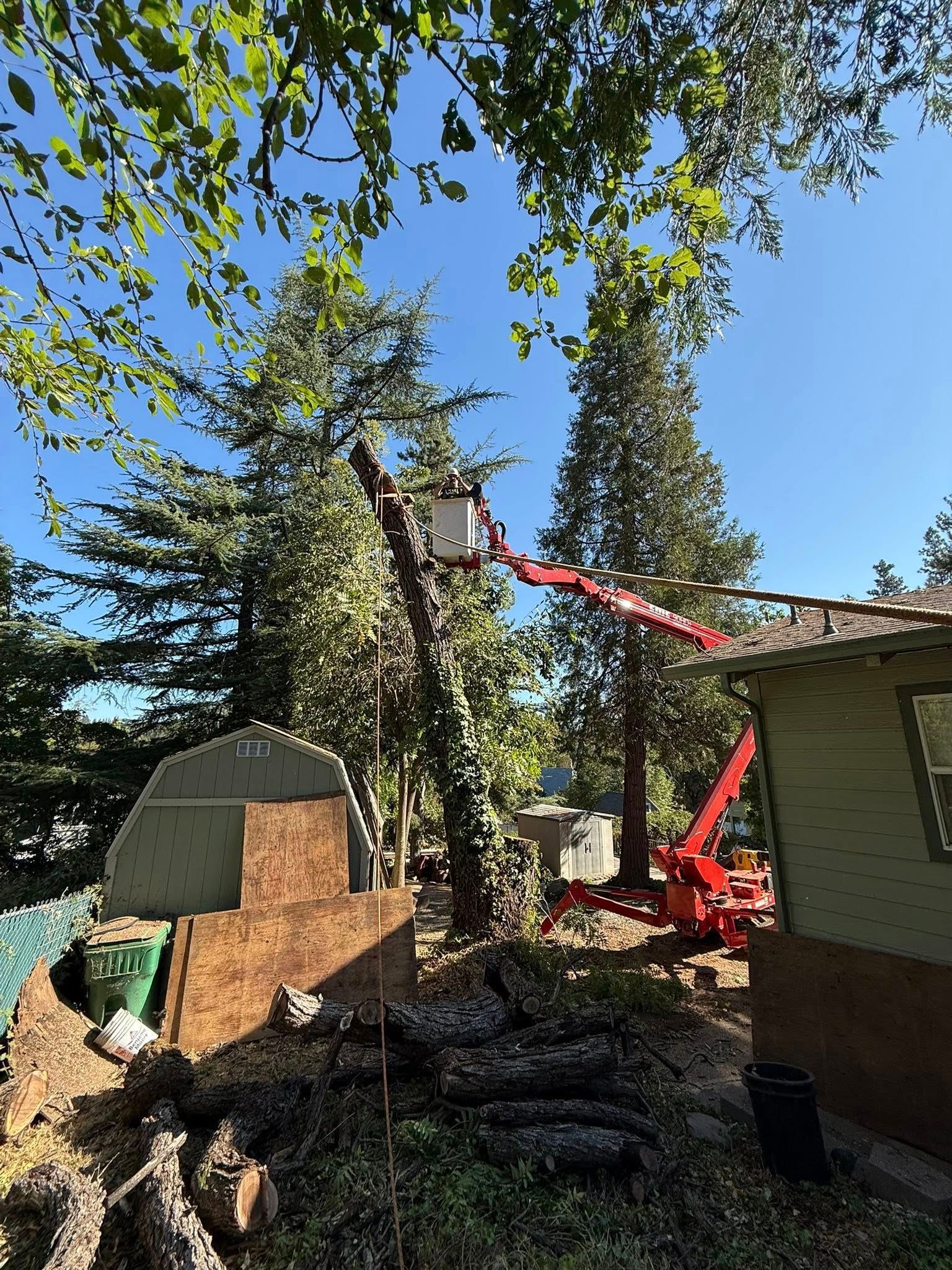 Tree being removed beside a house with a red cherry picker and stacked logs in a yard.