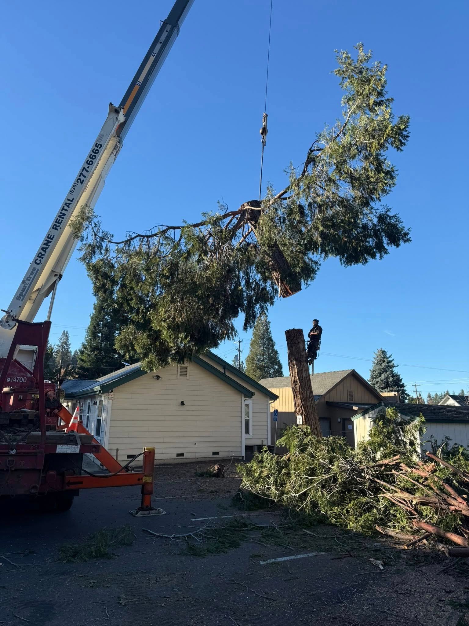 Crane lifting a large fallen tree over a suburban house, with branches and debris on the ground.