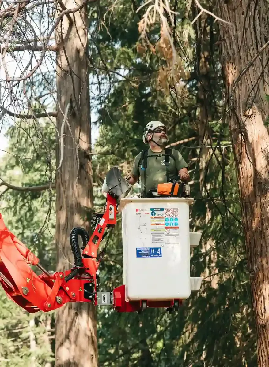 Worker in a red cherry picker pruning tree branches in a wooded area