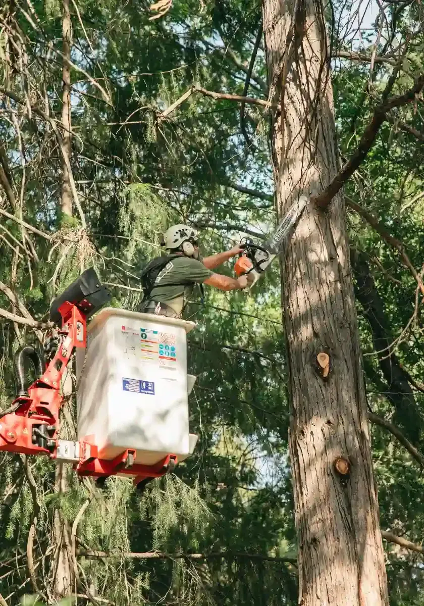 Worker in a bucket lift trimming a tree with a chainsaw among tall evergreens.