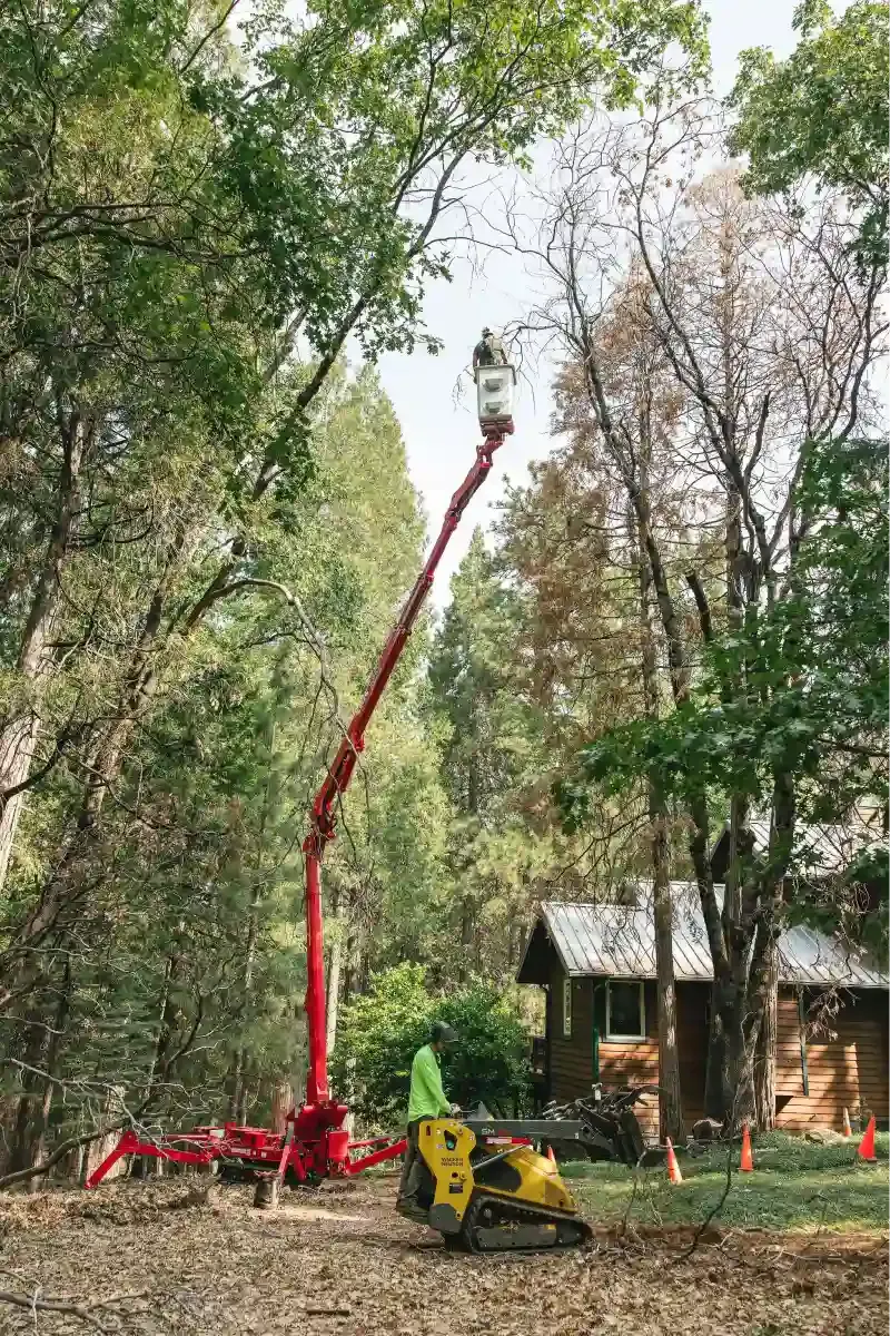 Red tree-trimming lift extended high among trees in a yard beside a small cabin.