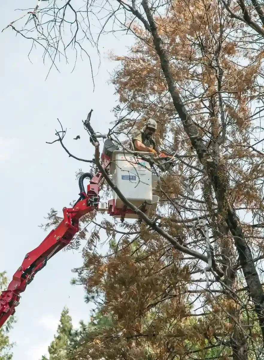 Worker in a red cherry picker trimming tree branches near a tall tree with brown leaves.