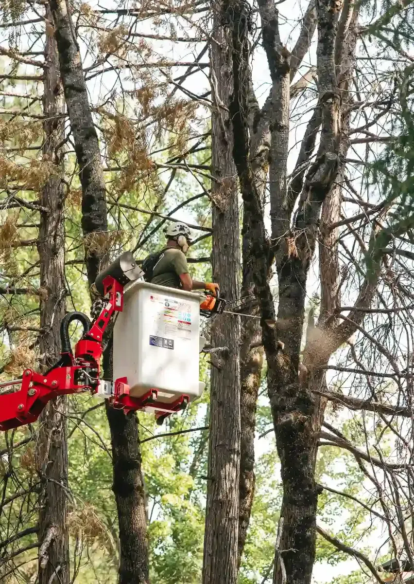 Worker in a white bucket lift pruning trees in a wooded area