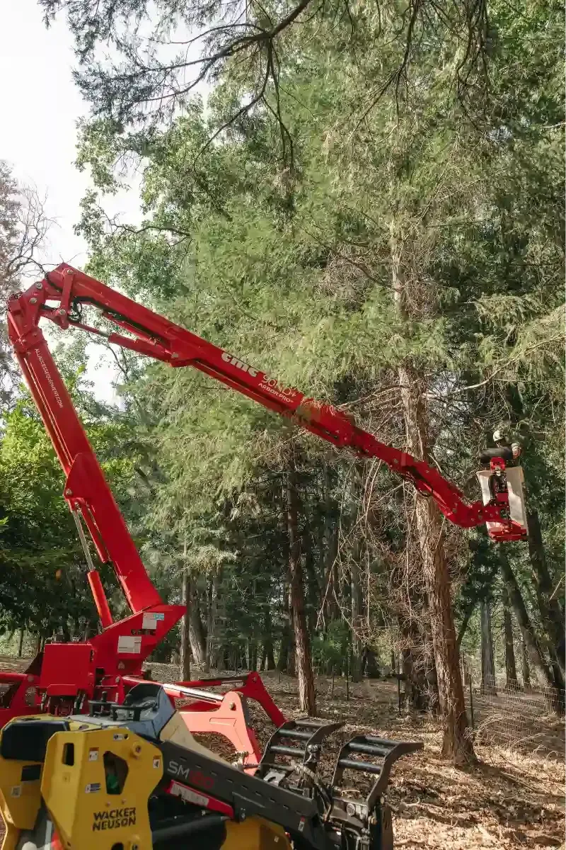 Red forestry machine arm reaching into tall trees in a wooded area.