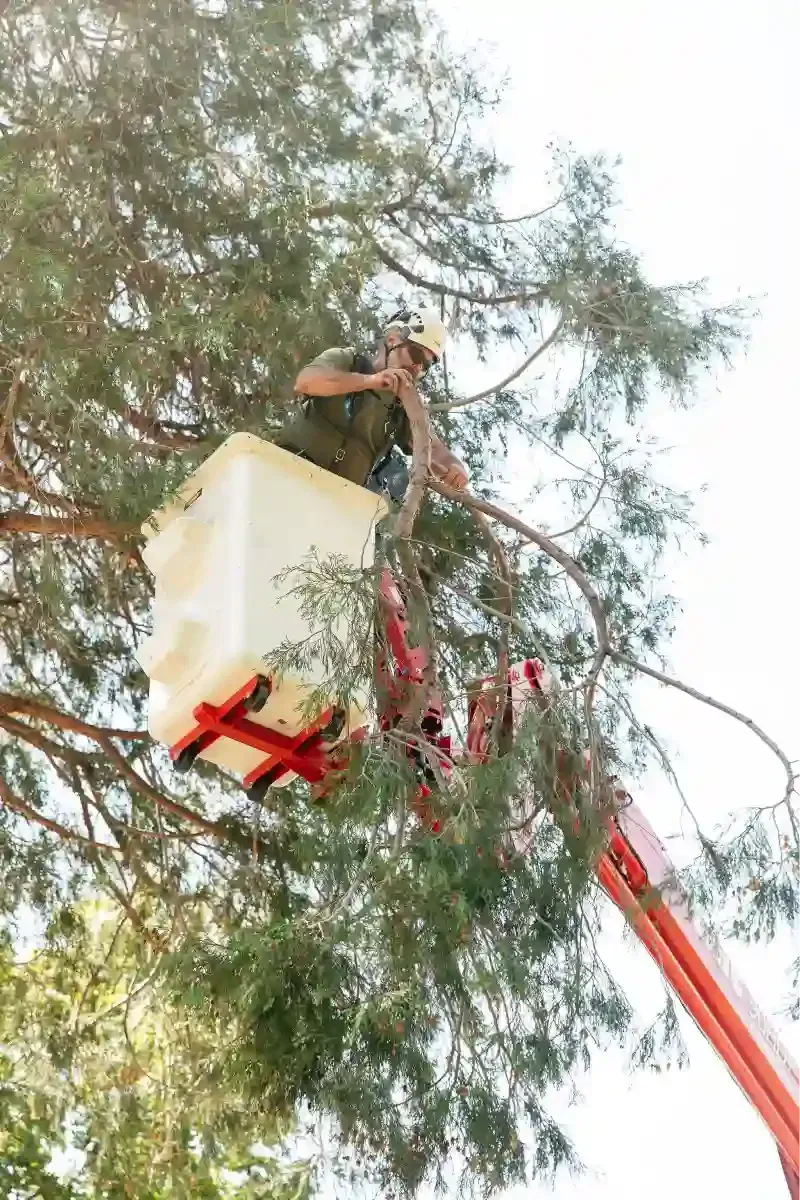 Person in a red cherry picker trimming a tall tree canopy outdoors