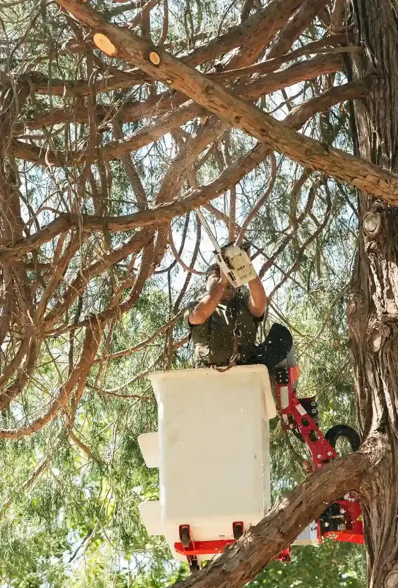Worker on a cherry picker trimming tree branches under dense pine limbs