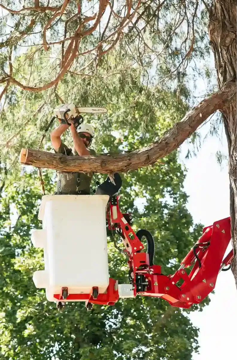 Worker in a red cherry picker trimming a tree branch overhead