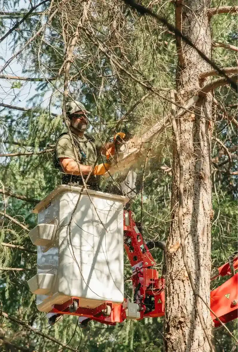 Worker in a white bucket lift trimming tree branches with a red chainsaw amid tall pines.