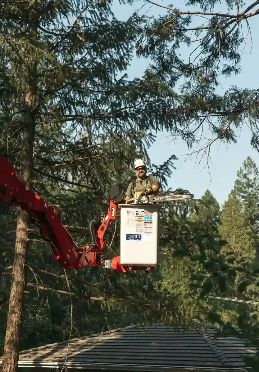 Worker in a red bucket lift trimming tree branches above a roof in a wooded area.