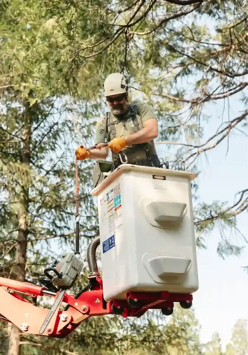 Utility worker in safety helmet operating a bucket lift among tall trees.