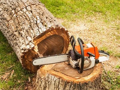Chainsaw cutting a fallen tree trunk outdoors near the ground