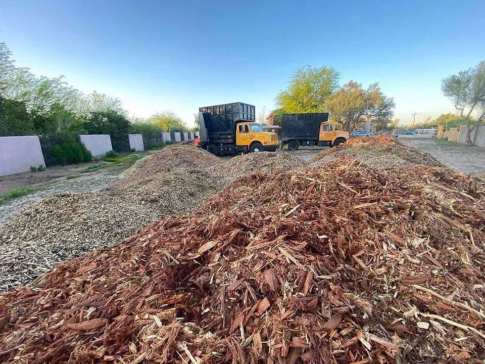 Woodchip piles at a yard with two yellow dump trucks under a clear sky