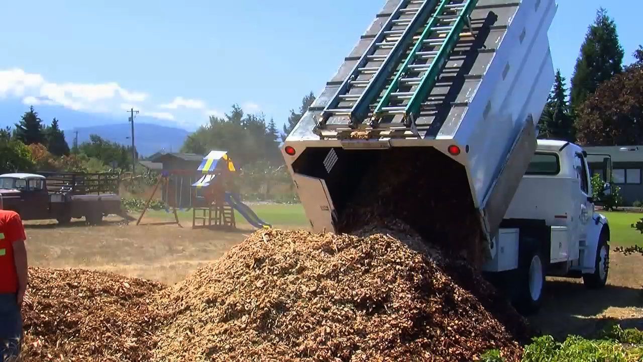 Dump truck unloading a large pile of wood chips at a sunny outdoor site